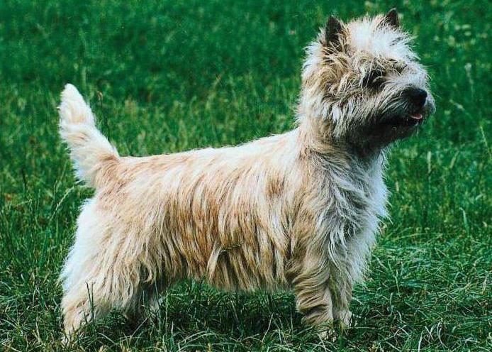 Kern-terriers: opis pasmine, fotografija